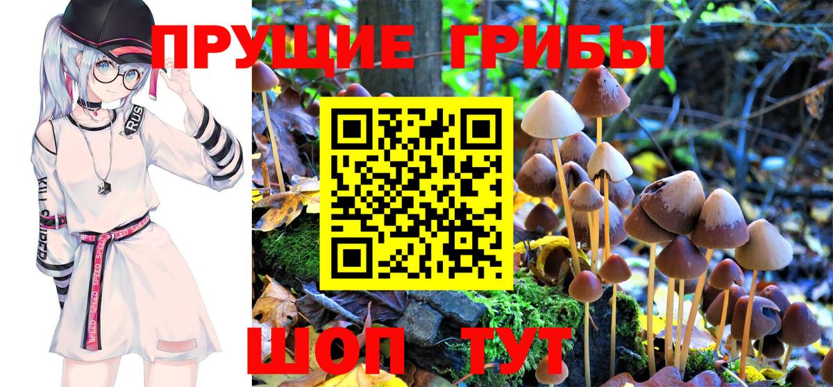 Галлюциногенные грибы Psilocybe  Псилоцибиновые грибы MAGIC MUSHROOMS  Вход с VPN  как найти закладки  Новоалександровск 